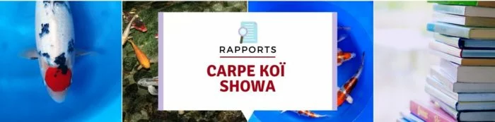  Carpe  koi  la showa