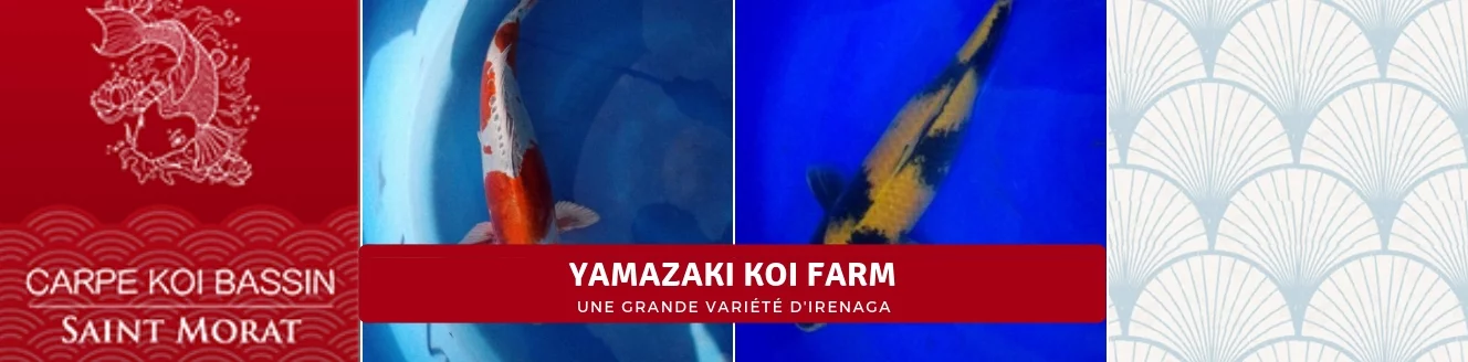 YAMAZAKI KOI farm