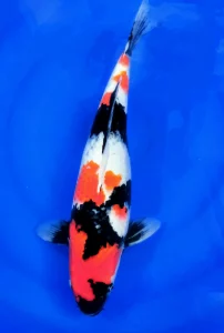 koi showa nisai sakai