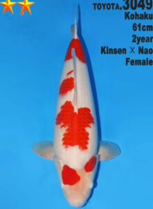 Dainichi kohaku nisai 61 cm