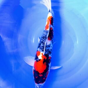 Koi nisai showa Maruyama 50 cm