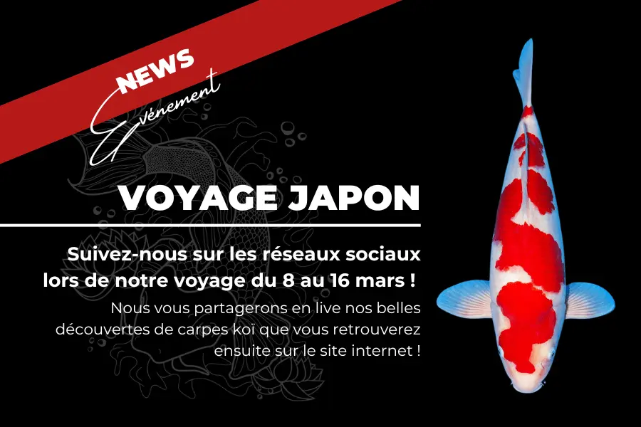 Voyage Japon Mars 2025