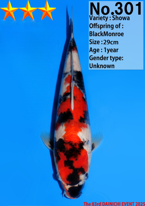 Dainichi showa 29cm_BlackMonroe