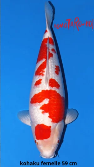 Kohaku-momotaro-59-cm-femelle