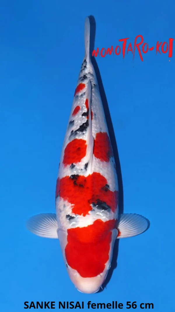 Momotaro sanke nisai femelle 56 cm