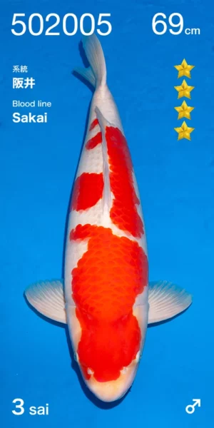 Sakai kohaku sansai par Ogata