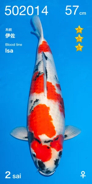 isa-ogata showa nisai