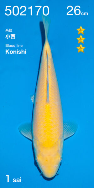 konishi KARASHIGOI JUMBO TOSAI