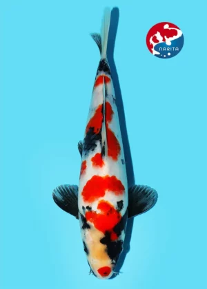 Koi Isa showa jumbo tosai 28 cm