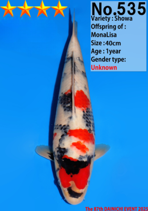 Dainichi jumbo tosai 535 40cm showa MonaLisa