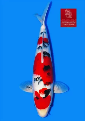 Sanke nisai mâle 43 cm Taniguchi