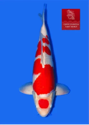 TaniguchiMaruten kohaku sansai
